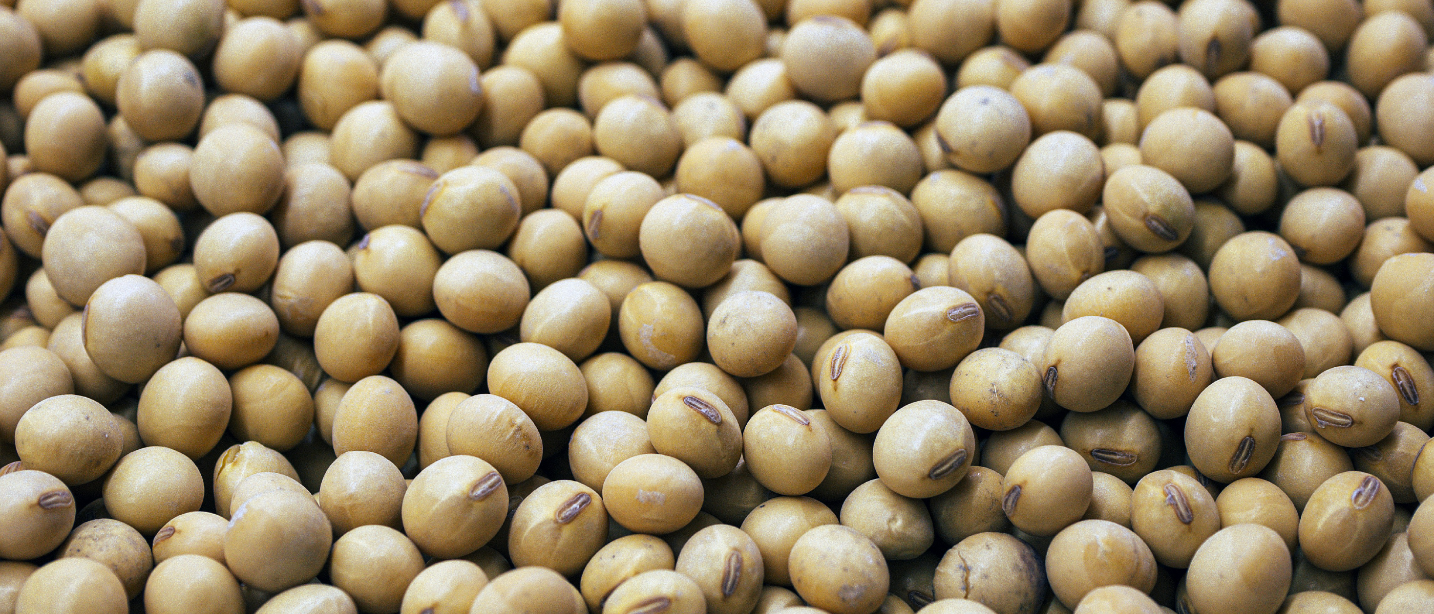 What Happens to Your Body When You Eat Soy Every Day