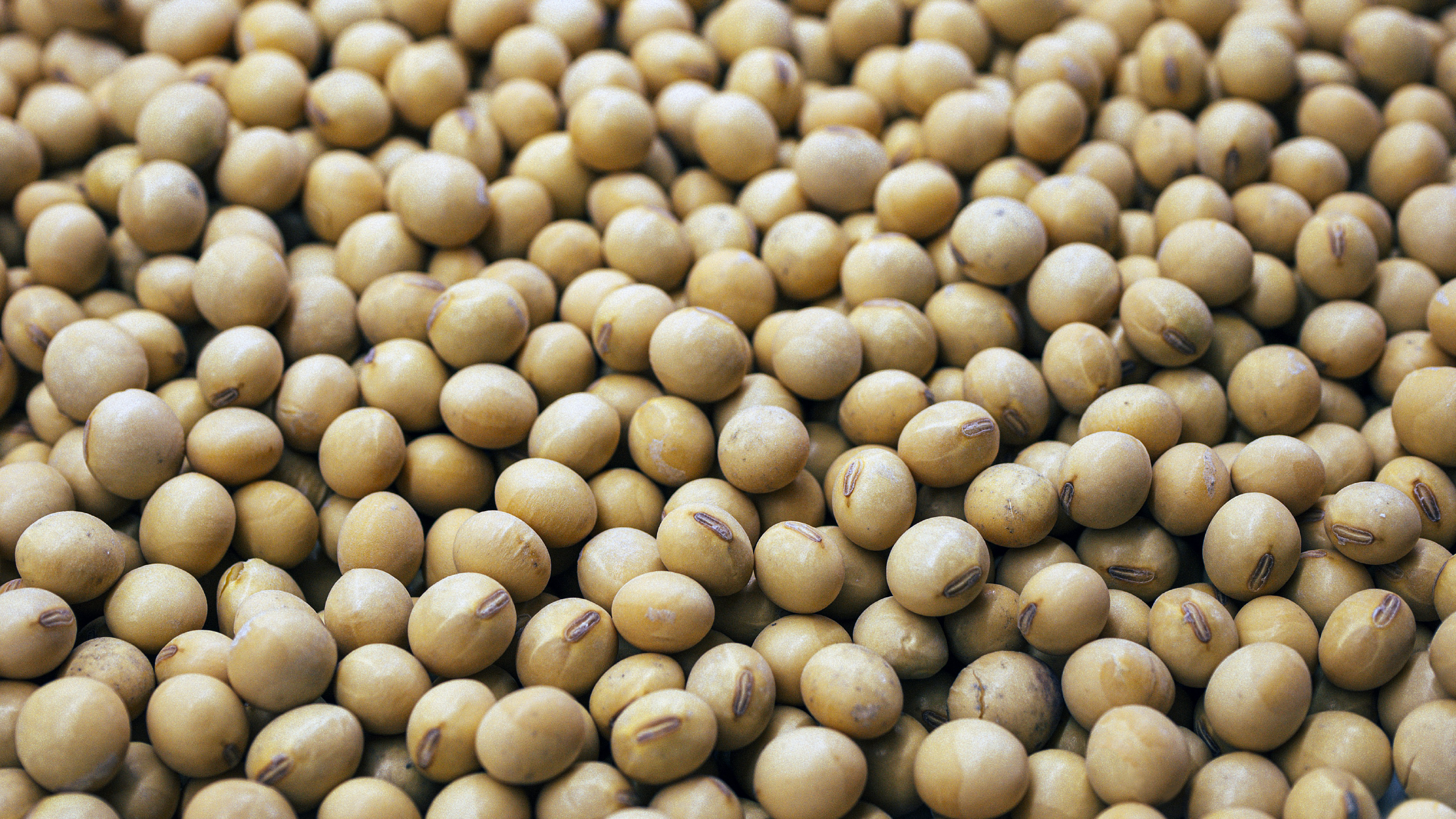 What Happens to Your Body When You Eat Soy Every Day