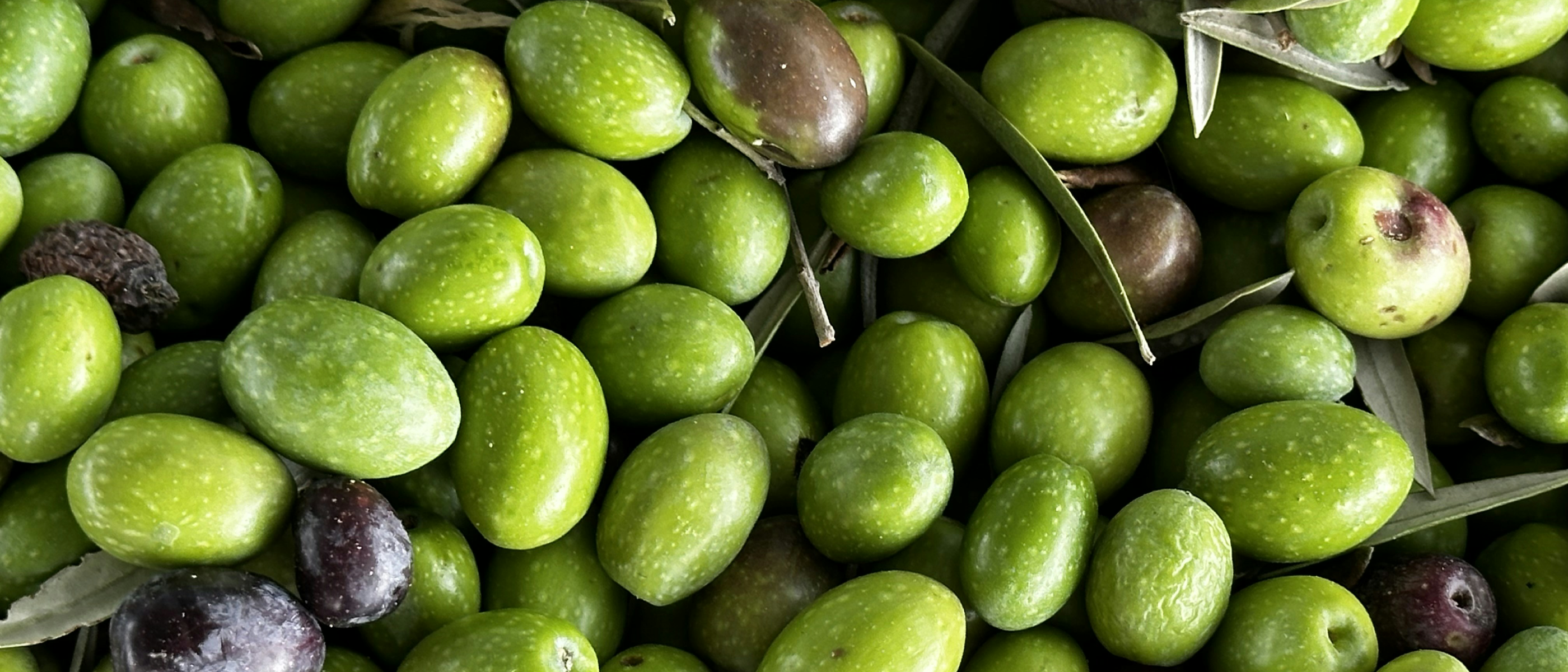 What Happens to Your Body When You Eat Olives Regularly